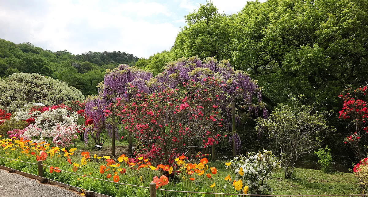 足利フラワーパーク,アシカガフラワーパーク, Ashikaga Flower Park, Ashikaga City,Tochigi Prefecture, Free parking,無料駐車場,虫,insect,bug