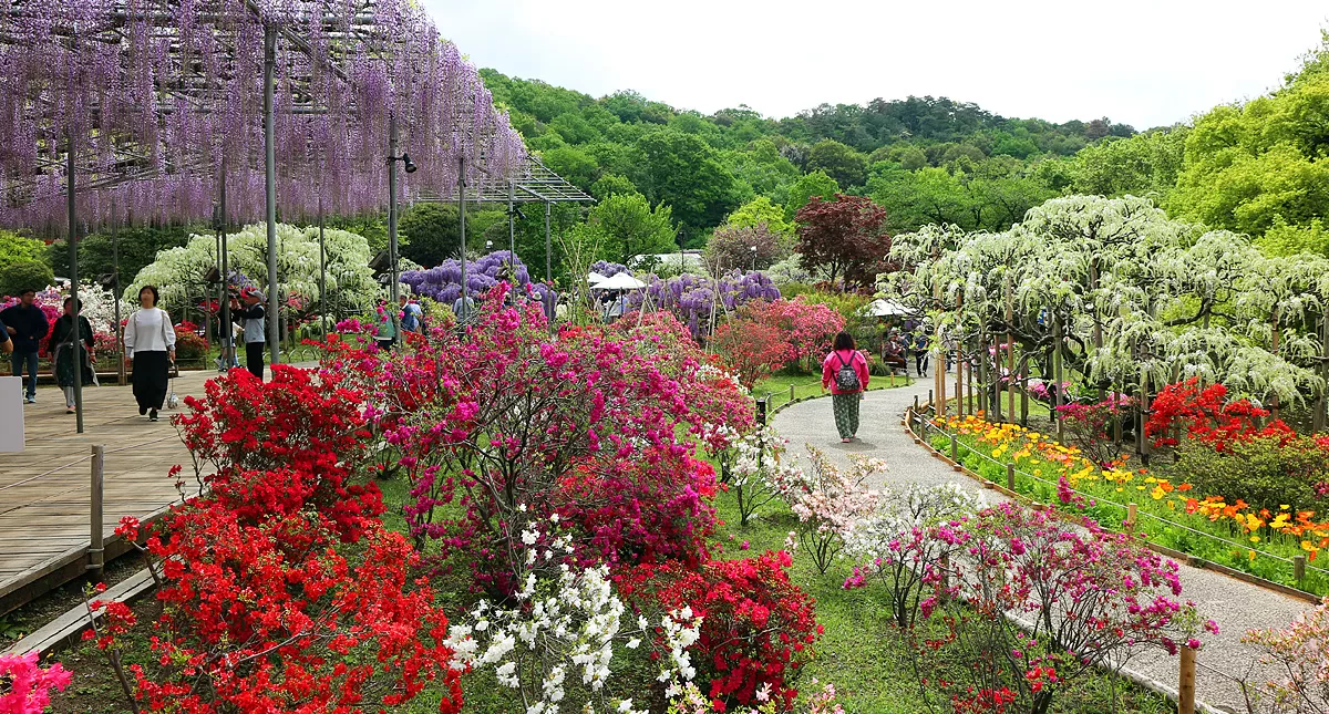 足利フラワーパーク,アシカガフラワーパーク, Ashikaga Flower Park, Ashikaga City,Tochigi Prefecture, Free parking,無料駐車場,虫,insect,bug