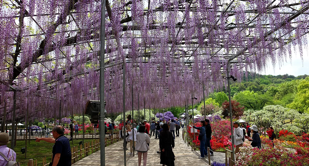 足利フラワーパーク,アシカガフラワーパーク, Ashikaga Flower Park, Ashikaga City,Tochigi Prefecture, Free parking,無料駐車場,虫,insect,bug