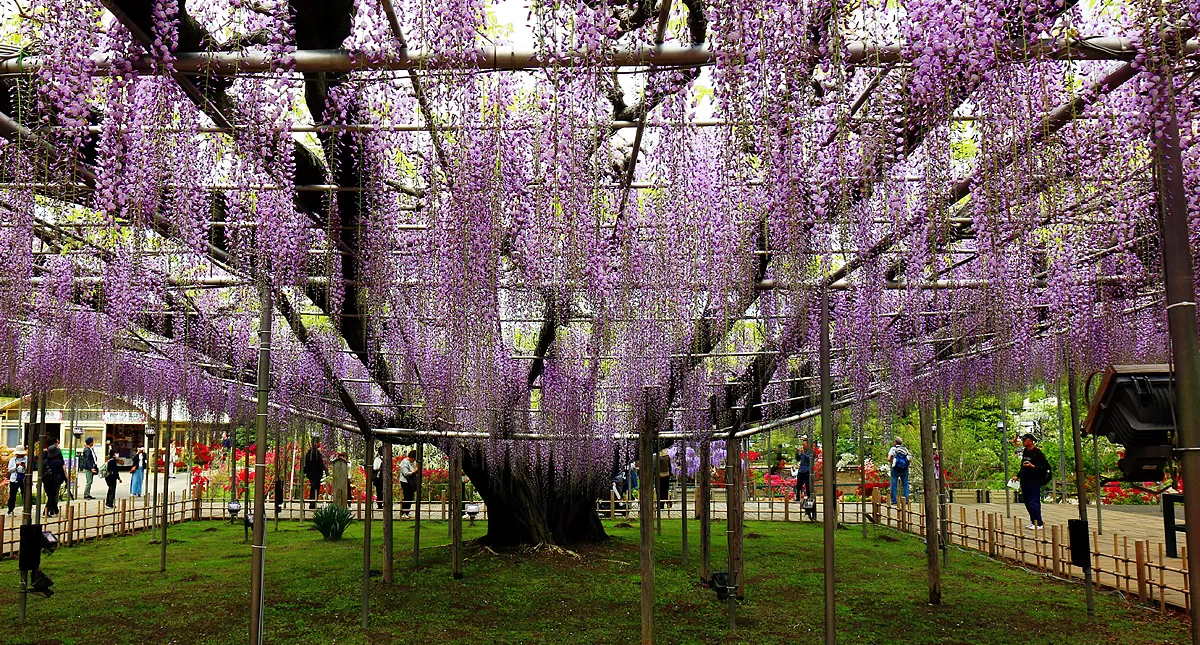 足利フラワーパーク,アシカガフラワーパーク, Ashikaga Flower Park, Ashikaga City,Tochigi Prefecture, Free parking,無料駐車場,虫,insect,bug