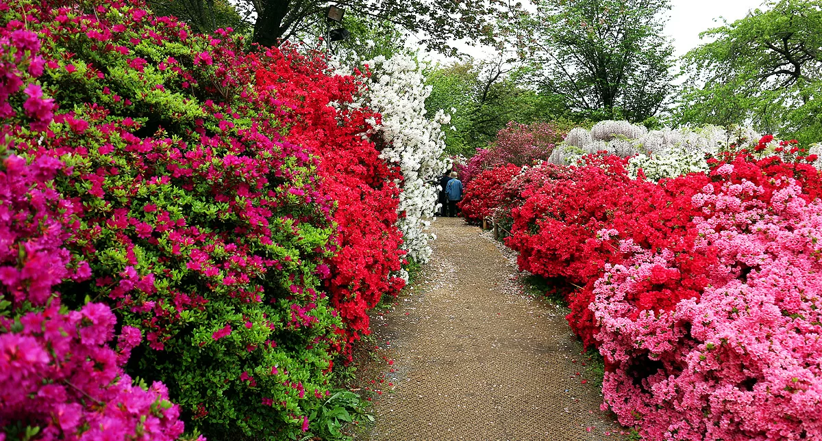 足利フラワーパーク,アシカガフラワーパーク, Ashikaga Flower Park, Ashikaga City,Tochigi Prefecture, Free parking,無料駐車場,虫,insect,bug