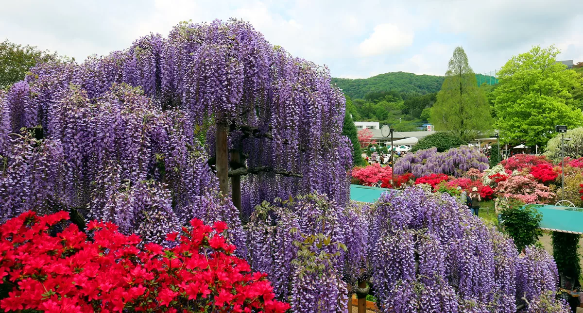 足利フラワーパーク,アシカガフラワーパーク, Ashikaga Flower Park, Ashikaga City,Tochigi Prefecture, Free parking,無料駐車場,虫,insect,bug