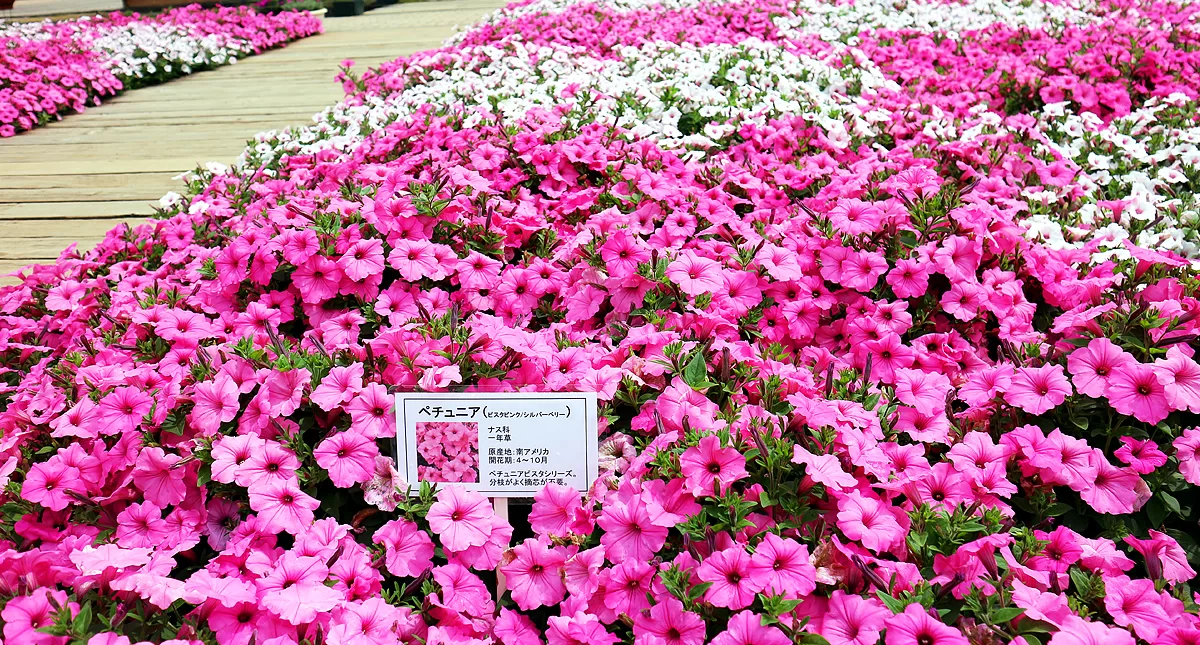 足利フラワーパーク,アシカガフラワーパーク, Ashikaga Flower Park, Ashikaga City,Tochigi Prefecture, Free parking,無料駐車場,虫,insect,bug