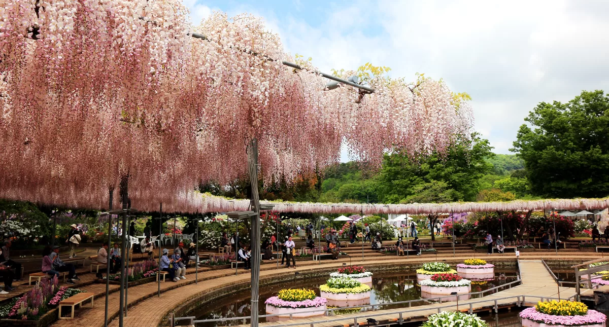 足利フラワーパーク,アシカガフラワーパーク, Ashikaga Flower Park, Ashikaga City,Tochigi Prefecture, Free parking,無料駐車場,虫,insect,bug