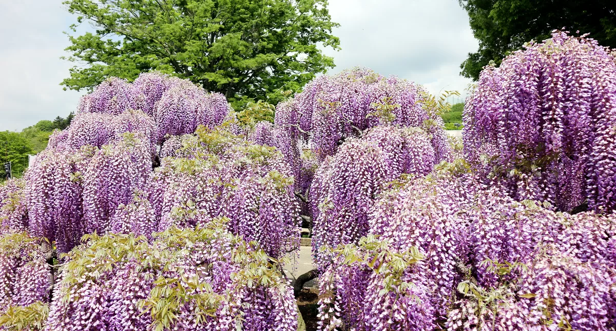 足利フラワーパーク,アシカガフラワーパーク, Ashikaga Flower Park, Ashikaga City,Tochigi Prefecture, Free parking,無料駐車場,虫,insect,bug