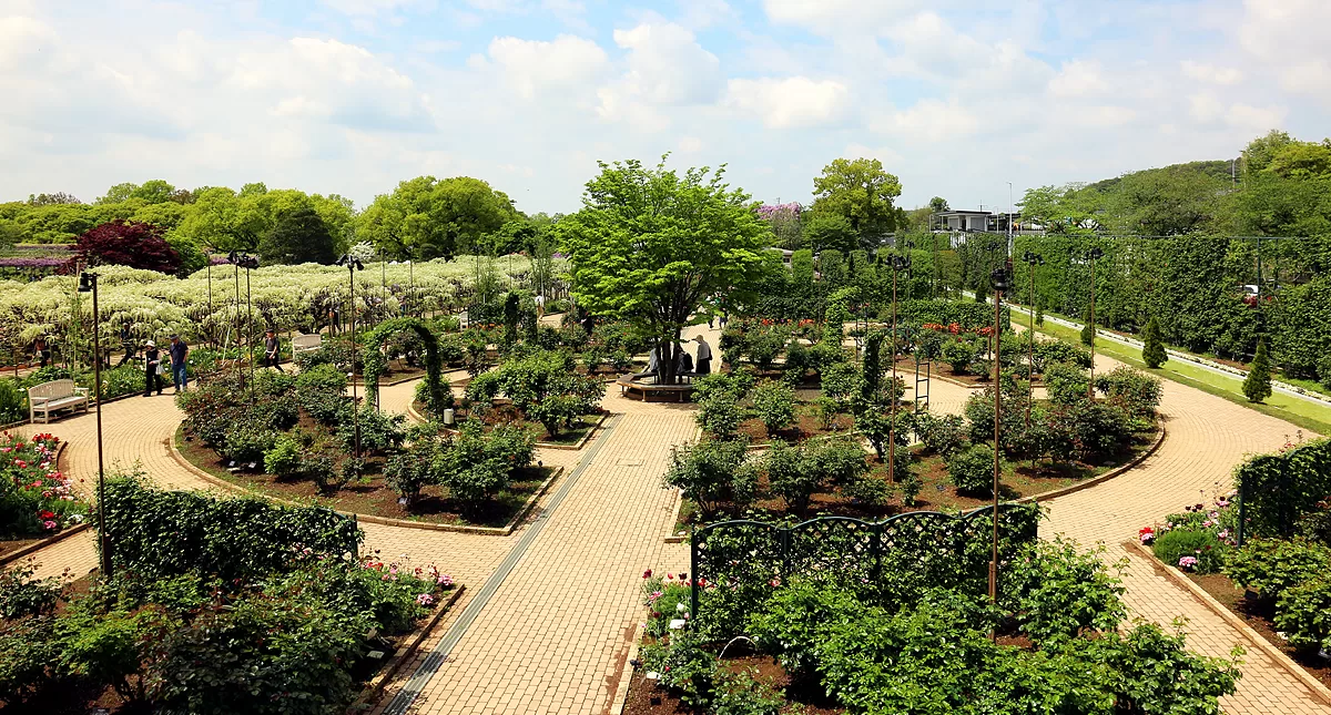 足利フラワーパーク,アシカガフラワーパーク, Ashikaga Flower Park, Ashikaga City,Tochigi Prefecture, Free parking,無料駐車場,虫,insect,bug