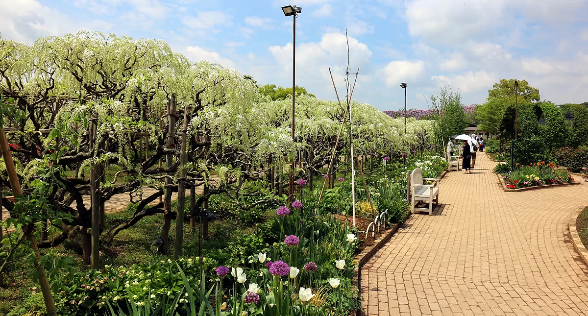 足利フラワーパーク,アシカガフラワーパーク, Ashikaga Flower Park, Ashikaga City,Tochigi Prefecture, Free parking,無料駐車場,虫,insect,bug