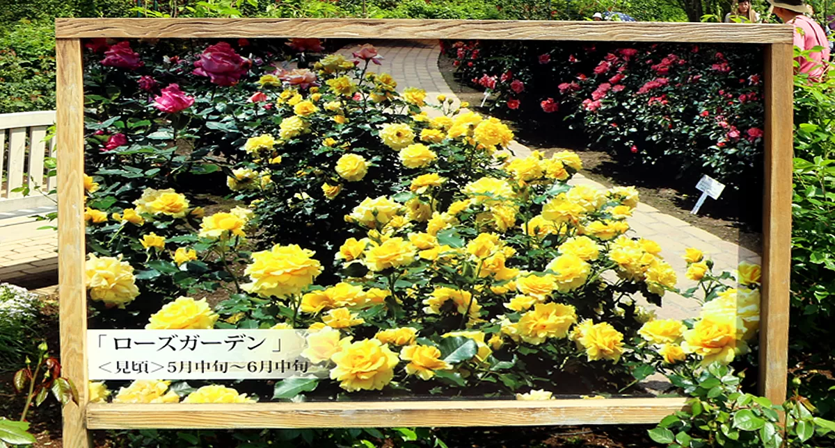 足利フラワーパーク,アシカガフラワーパーク, Ashikaga Flower Park, Ashikaga City,Tochigi Prefecture, Free parking,無料駐車場,虫,insect,bug