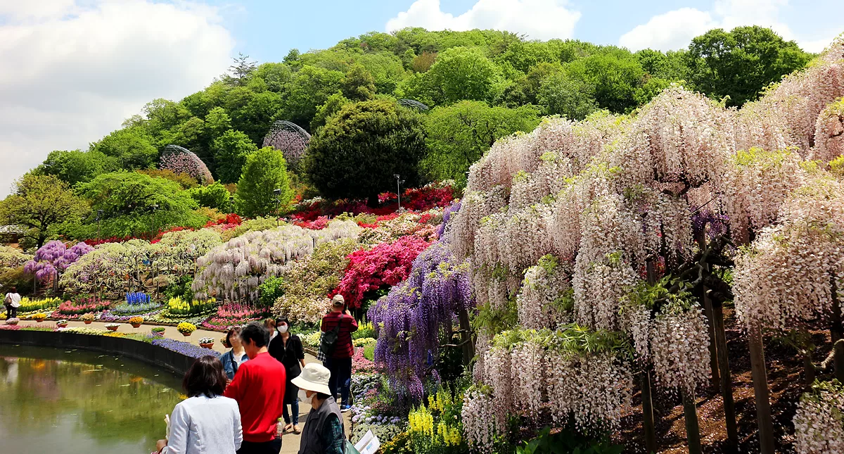 足利フラワーパーク,アシカガフラワーパーク, Ashikaga Flower Park, Ashikaga City,Tochigi Prefecture, Free parking,無料駐車場,虫,insect,bug