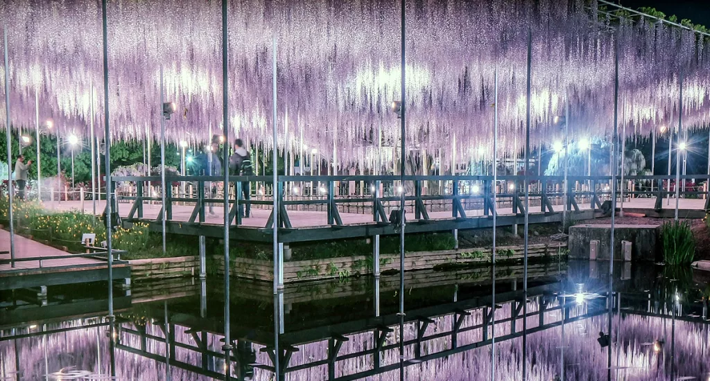 April 2025, Ashikaga Flower Park, from a sign in the park: Nighttime illumination