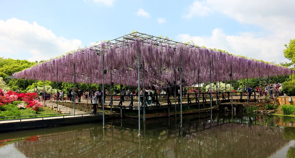 April 2025, Ashikaga Flower Park, from a sign in the park: Daytime session
