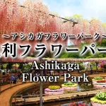 足利フラワーパーク,アシカガフラワーパーク, Ashikaga Flower Park, Ashikaga City,Tochigi Prefecture,あしかがフラワーパーク