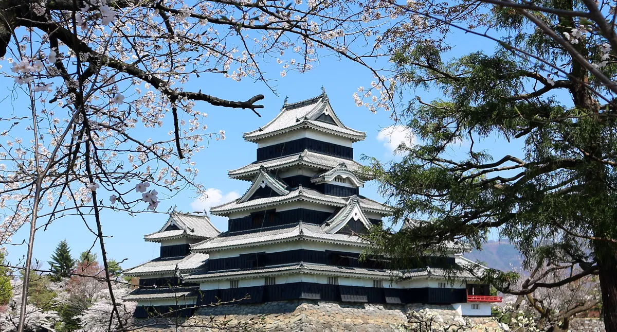 松本城,Matsumoto Castle,マツモトジョウ,長野県,Nagano Prefecture,桜,Sakura