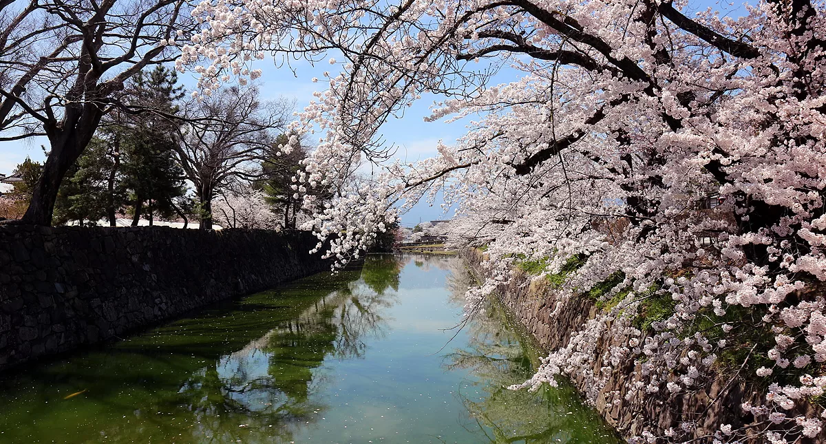 松本城,Matsumoto Castle,マツモトジョウ,長野県,Nagano Prefecture,桜,Sakura