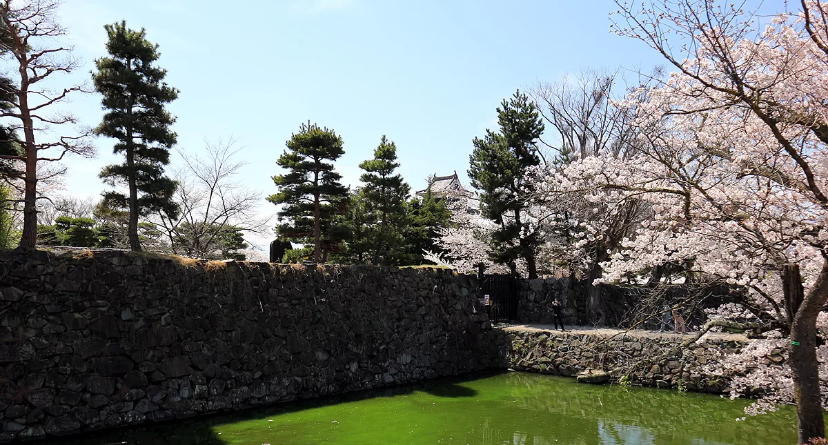 松本城,Matsumoto Castle,マツモトジョウ,長野県,Nagano Prefecture,桜,Sakura