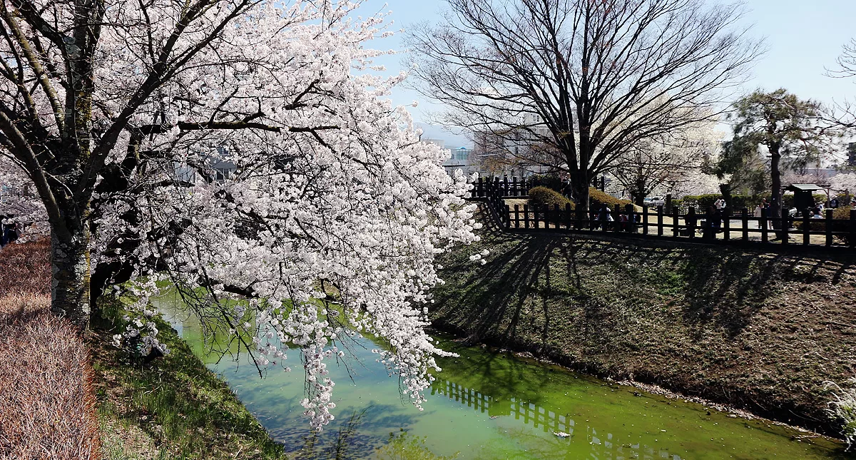 松本城,Matsumoto Castle,マツモトジョウ,長野県,Nagano Prefecture,桜,Sakura