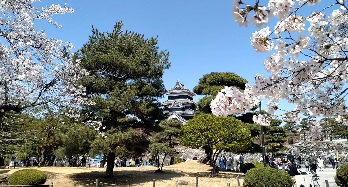 松本城,Matsumoto Castle,マツモトジョウ,長野県,Nagano Prefecture,桜,Sakura