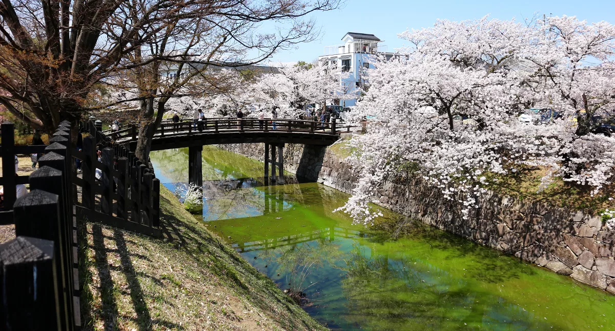 松本城,Matsumoto Castle,マツモトジョウ,長野県,Nagano Prefecture,桜,Sakura