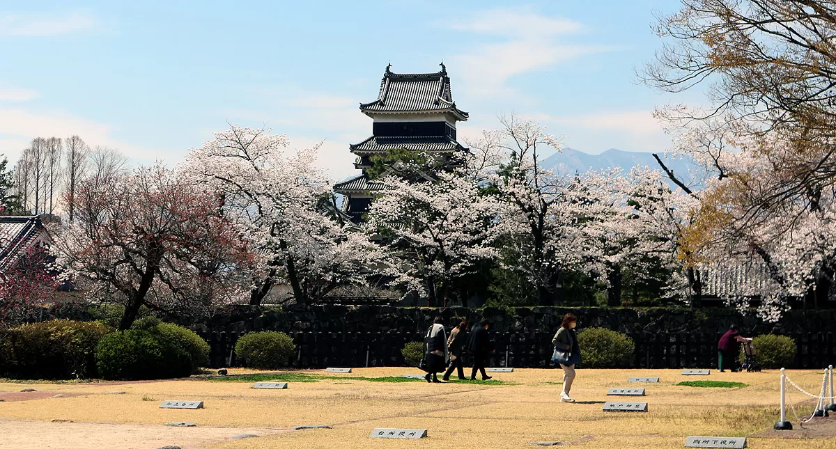 松本城,Matsumoto Castle,マツモトジョウ,長野県,Nagano Prefecture,桜,Sakura