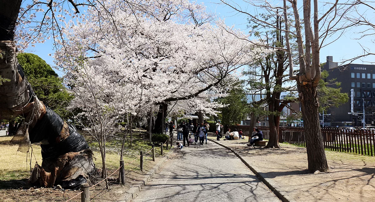 松本城,Matsumoto Castle,マツモトジョウ,長野県,Nagano Prefecture,桜,Sakura
