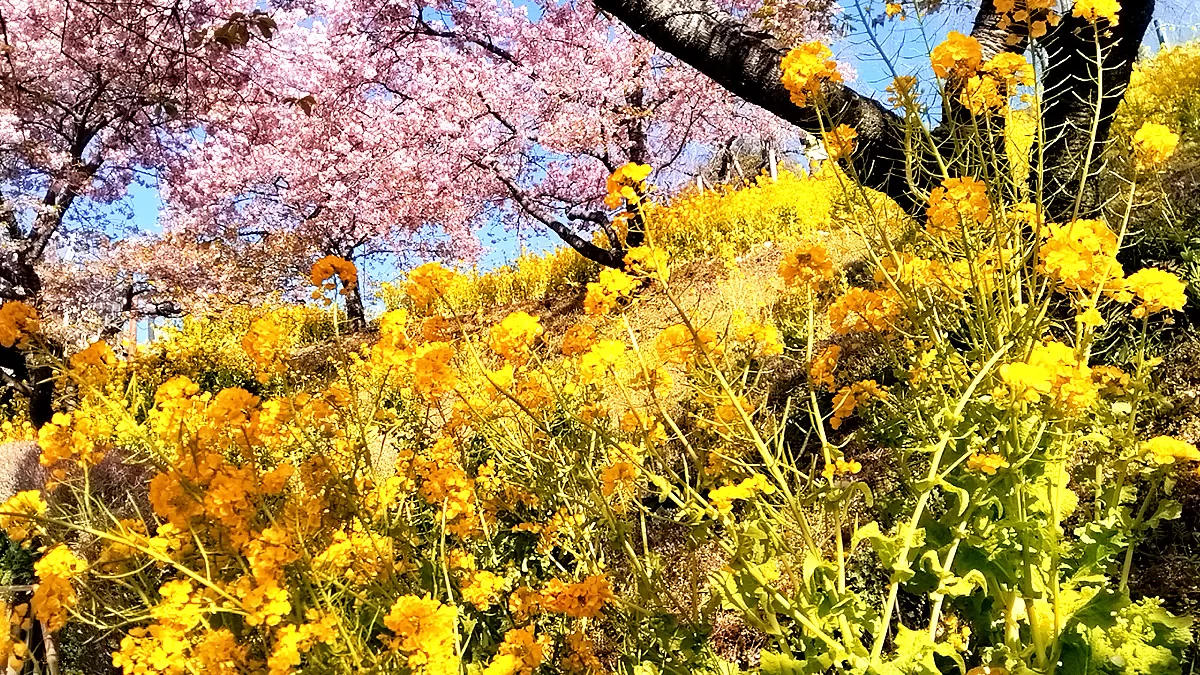 Nishihirabatake Park,ニシヒラバタケコウエン,西平畑公園,Fujisan,富士山