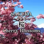 桜,さくら,サクラ,Sakura,Cherry Blossoms