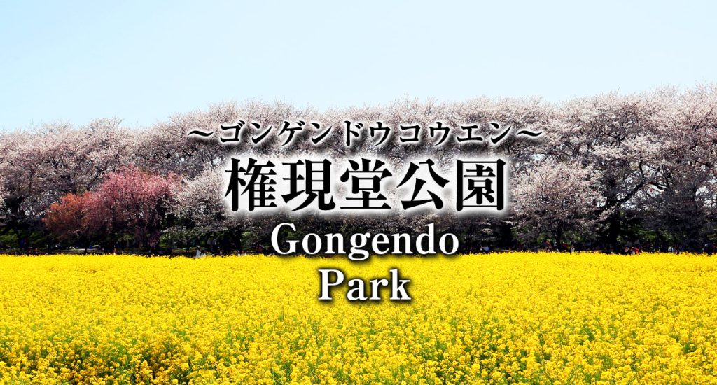 Saitama,Prefecture,Gongendo Park,
埼玉県,権現堂公園,ゴンゲンドウコウエン