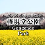 桜,cherry blossoms,SAKURASaitama,Prefecture,Gongendo Park, 埼玉県,権現堂公園,ゴンゲンドウコウエン,stroll,散歩
