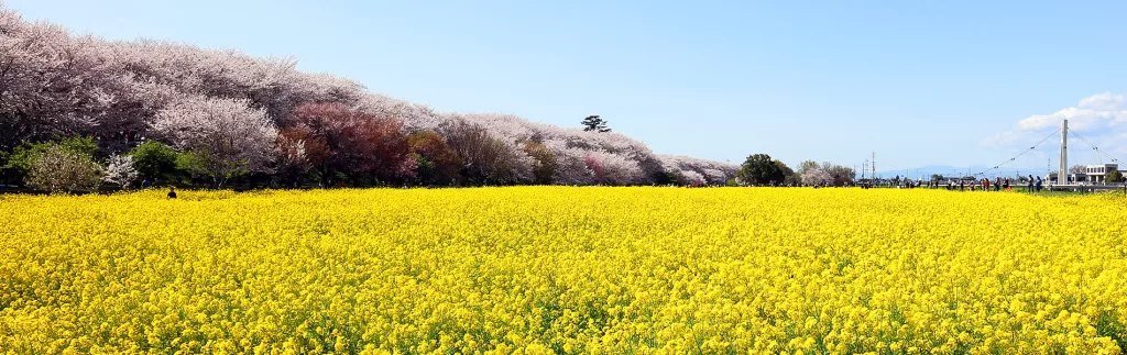 埼玉県,権現堂公園,ゴンゲンドウコウエン,Saitama Prefecture,Gongendo,Park