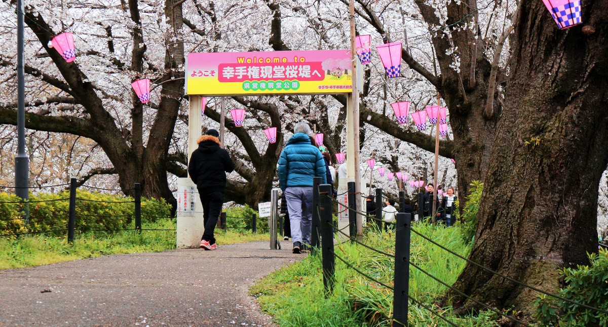 Saitama,Prefecture,Gongendo Park, 埼玉県,権現堂公園,ゴンゲンドウコウエン,曇り,cloudy