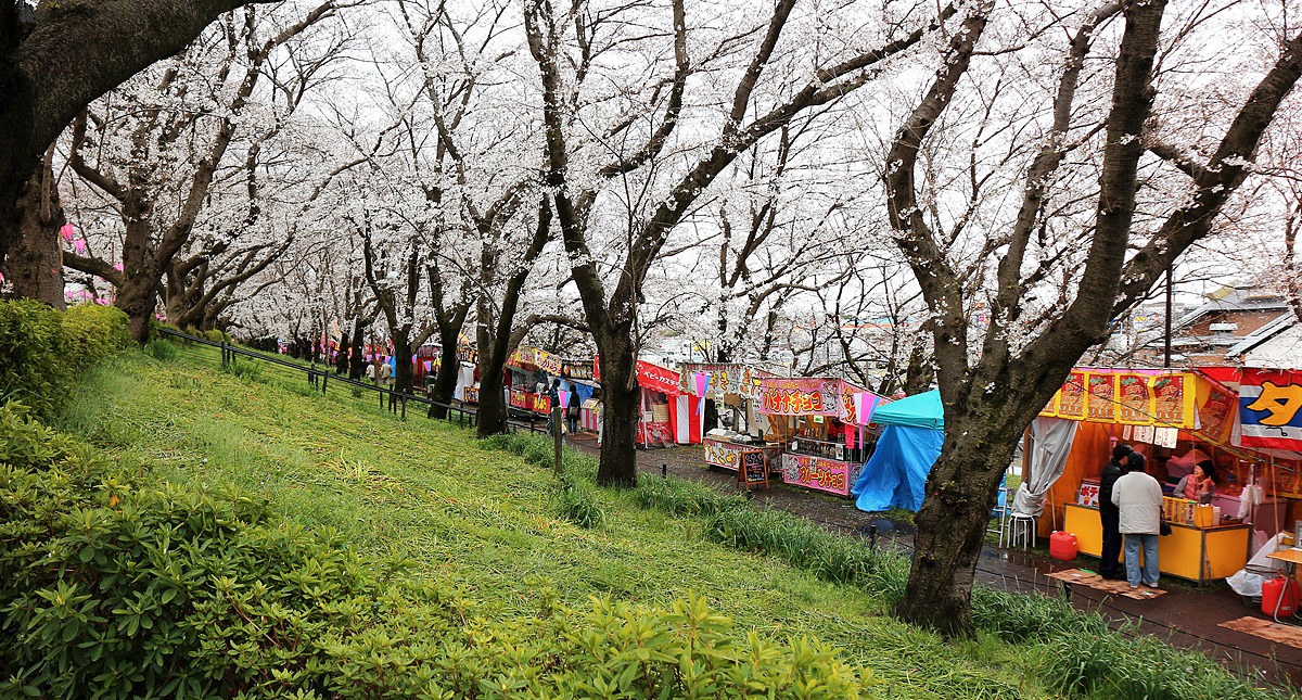 Saitama,Prefecture,Gongendo Park, 埼玉県,権現堂公園,ゴンゲンドウコウエン,曇り,cloudy