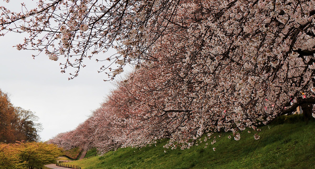 Saitama,Prefecture,Gongendo Park, 埼玉県,権現堂公園,ゴンゲンドウコウエン,曇り,cloudy