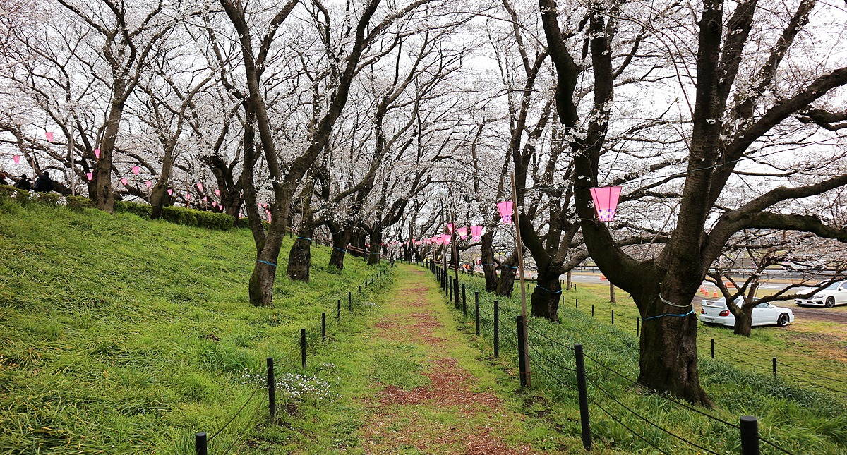 Saitama,Prefecture,Gongendo Park, 埼玉県,権現堂公園,ゴンゲンドウコウエン,曇り,cloudy