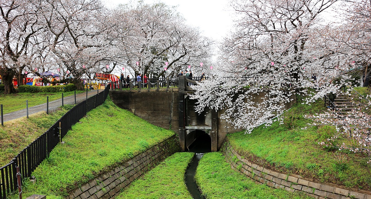 Saitama,Prefecture,Gongendo Park, 埼玉県,権現堂公園,ゴンゲンドウコウエン,曇り,cloudy