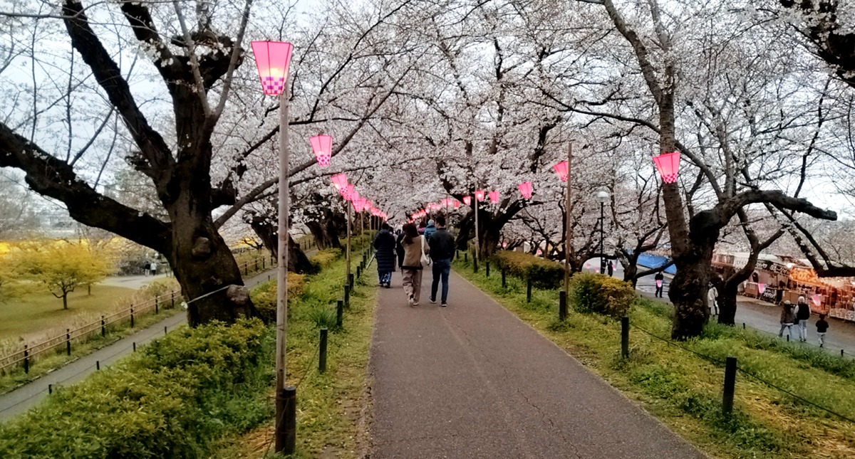 Saitama,Prefecture,Gongendo Park, 埼玉県,権現堂公園,ゴンゲンドウコウエン,曇り,cloudy