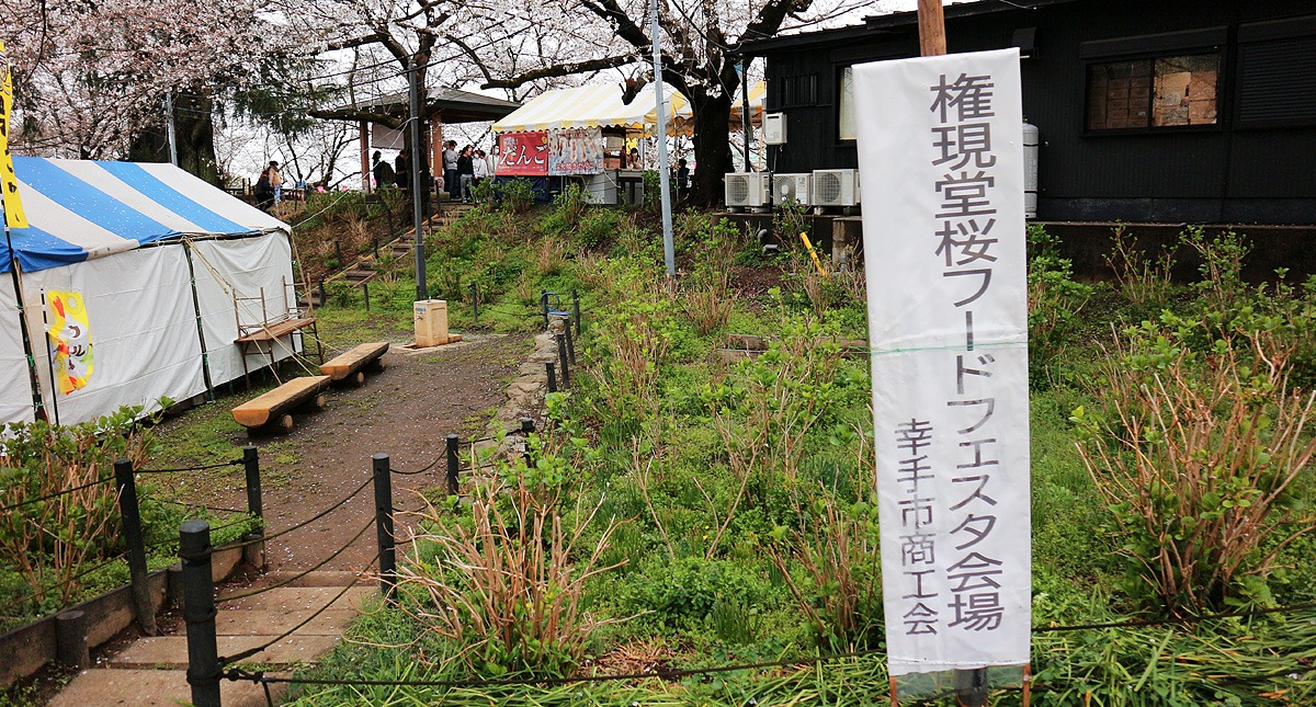 Saitama,Prefecture,Gongendo Park, 埼玉県,権現堂公園,ゴンゲンドウコウエン,曇り,cloudy