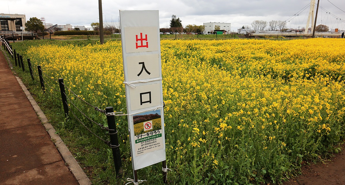 Saitama,Prefecture,Gongendo Park, 埼玉県,権現堂公園,ゴンゲンドウコウエン,曇り,cloudy