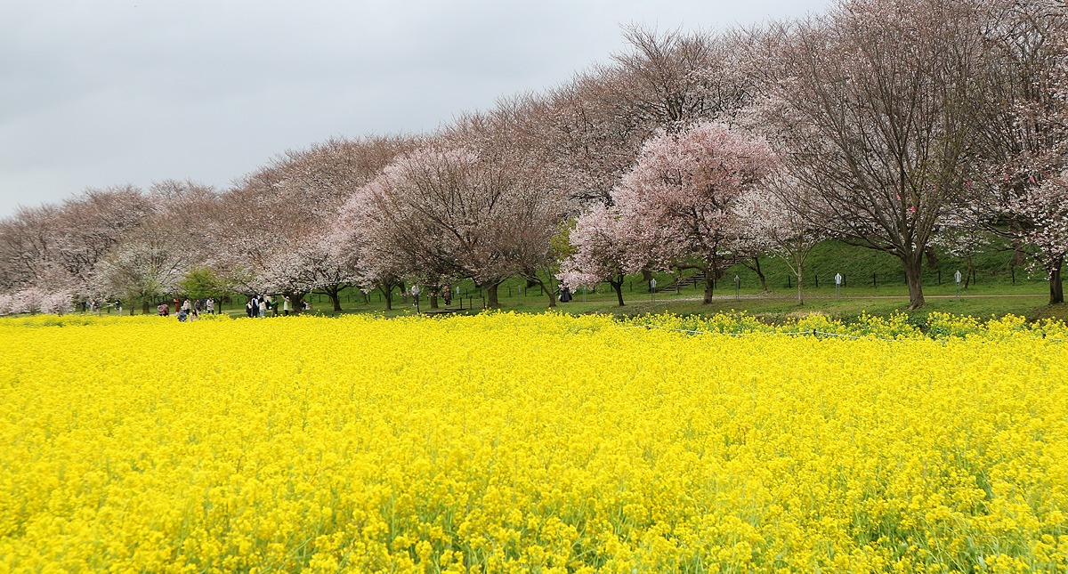 Saitama,Prefecture,Gongendo Park, 埼玉県,権現堂公園,ゴンゲンドウコウエン,曇り,cloudy