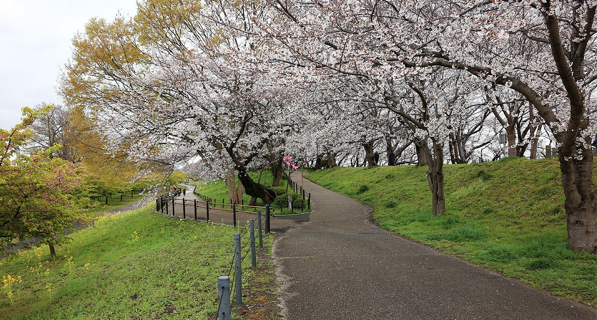 Saitama,Prefecture,Gongendo Park, 埼玉県,権現堂公園,ゴンゲンドウコウエン,曇り,cloudy