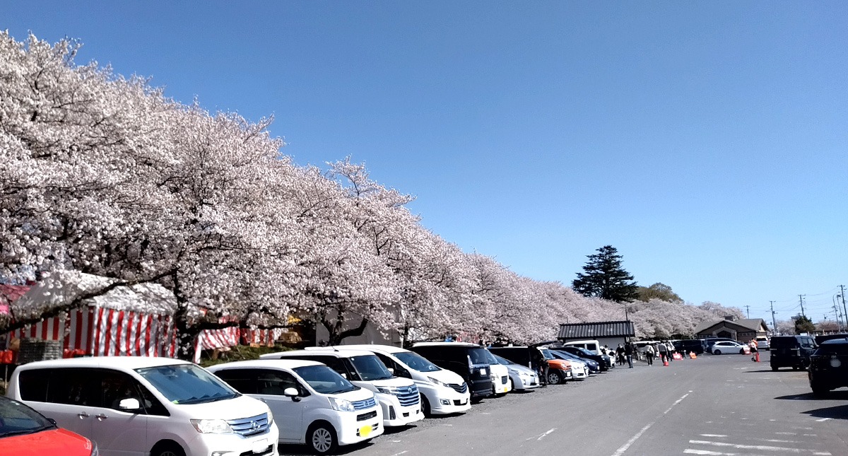 Saitama,Prefecture,Gongendo Park, 埼玉県,権現堂公園,ゴンゲンドウコウエン,晴れ,sunny