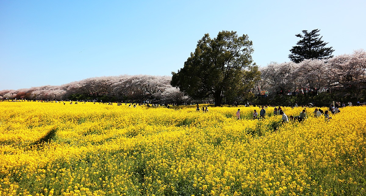 Saitama,Prefecture,Gongendo Park, 埼玉県,権現堂公園,ゴンゲンドウコウエン,晴れ,sunny
