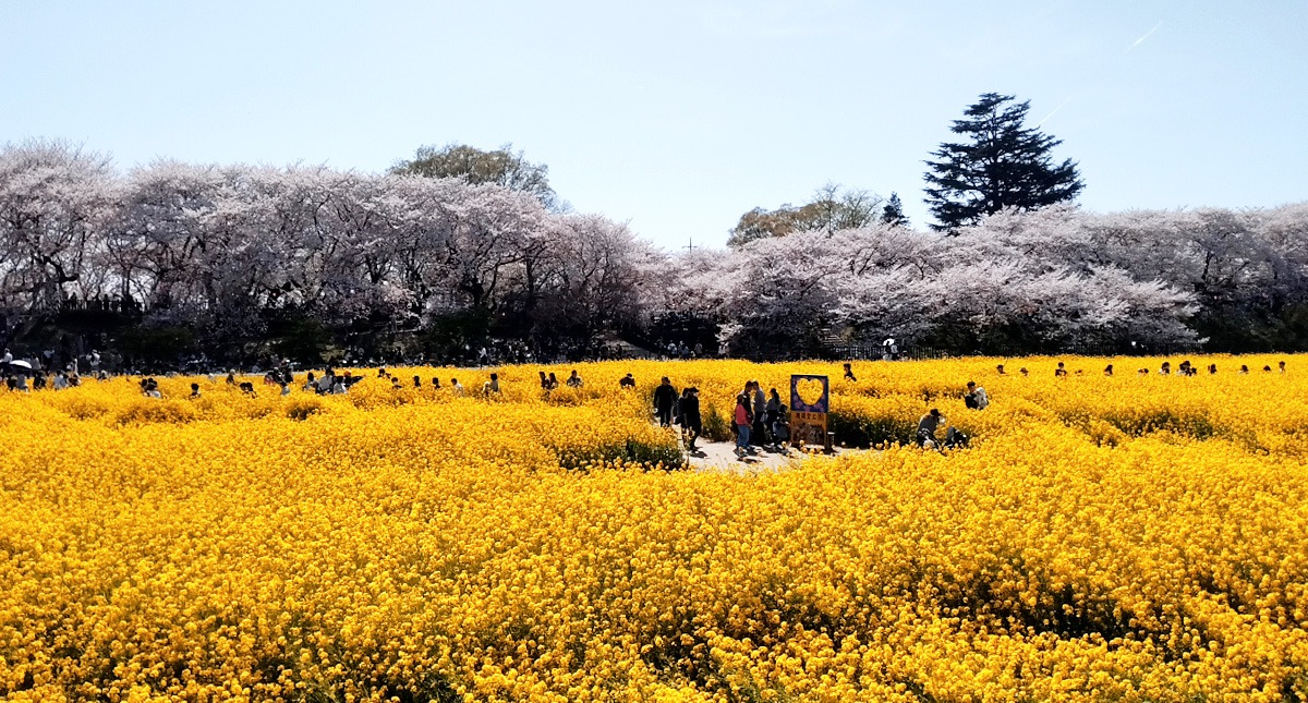 Saitama,Prefecture,Gongendo Park, 埼玉県,権現堂公園,ゴンゲンドウコウエン,晴れ,sunny