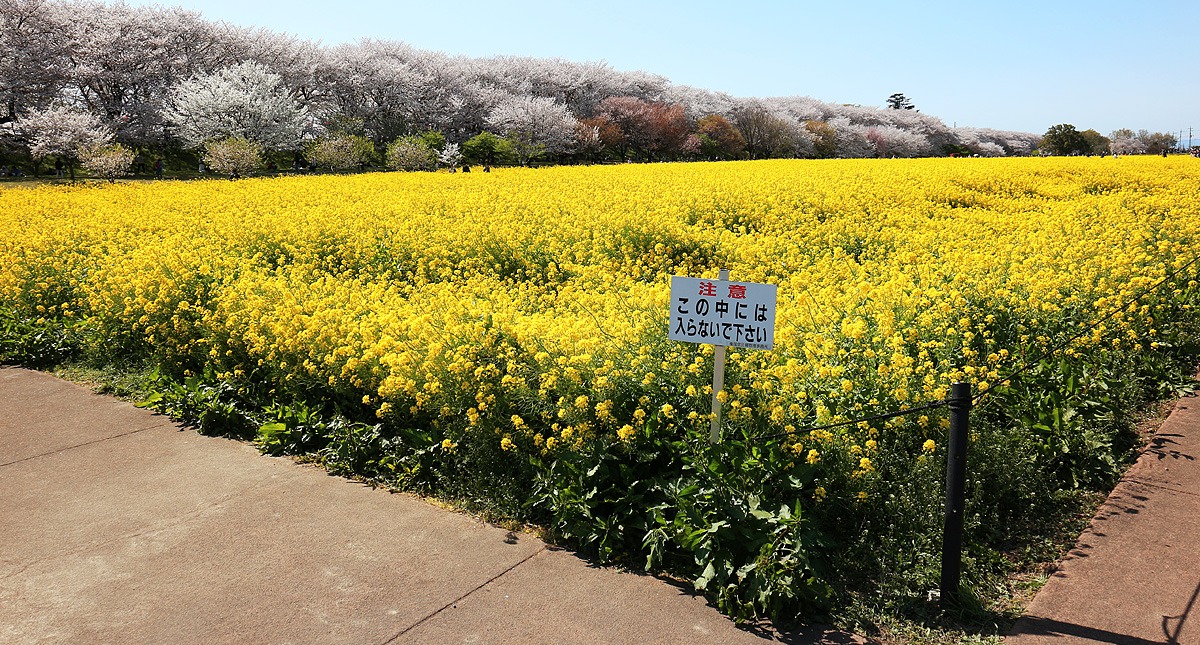 Saitama,Prefecture,Gongendo Park, 埼玉県,権現堂公園,ゴンゲンドウコウエン,晴れ,sunny