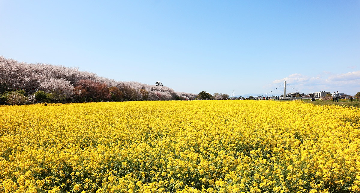 Saitama,Prefecture,Gongendo Park, 埼玉県,権現堂公園,ゴンゲンドウコウエン,晴れ,sunny