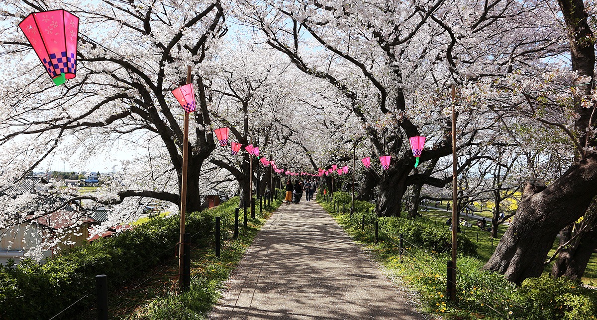 Saitama,Prefecture,Gongendo Park, 埼玉県,権現堂公園,ゴンゲンドウコウエン,晴れ,sunny