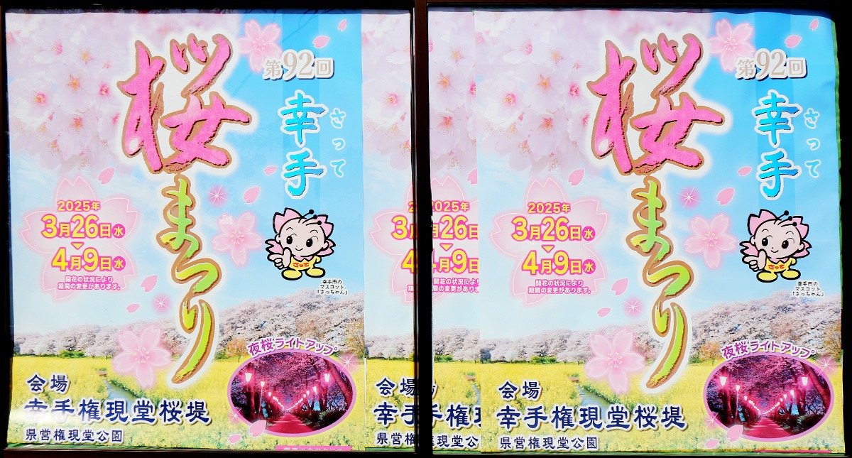 Saitama,Prefecture,Gongendo Park, 埼玉県,権現堂公園,ゴンゲンドウコウエン,晴れ,sunny