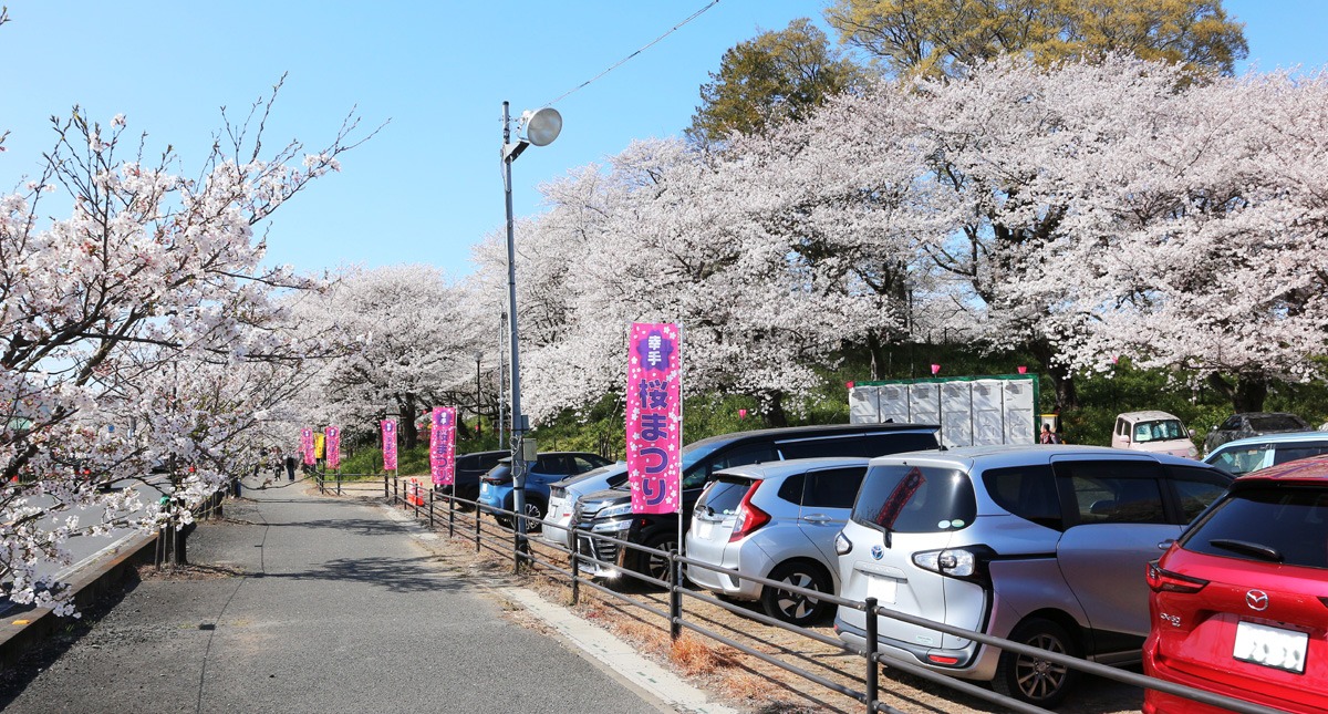 Saitama,Prefecture,Gongendo Park, 埼玉県,権現堂公園,ゴンゲンドウコウエン,晴れ,sunny