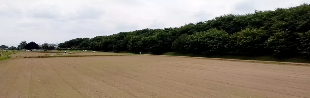 rape,blossom,removal,菜の花,撤去