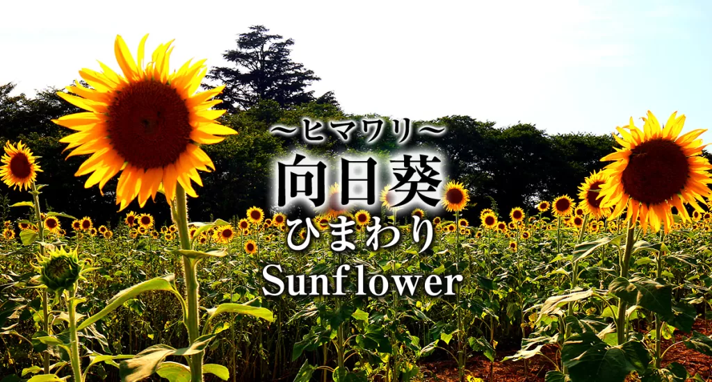 向日葵,ひまわり,Himawari,Sunflower
