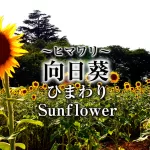 向日葵,ひまわり,Himawari,Sunflower